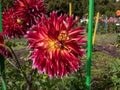 Dahlia x cultorum \'Akita\' blooming with blooms with large chrysanthemum petals in shades of dark crimson to red