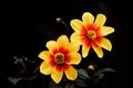 Dahlia yellow color (flowers on a black background)