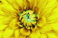 Dahlia yellow cyan flower closeup. Can be used in the design of the site and in printing. Also good for designers