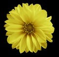 Dahlia yellow flower on the black isolated background with clipping path. Closeup no shadows. Garden flower. Royalty Free Stock Photo