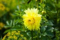 Dahlia yellow flower in the garden