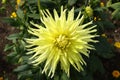 Dahlia yellow flowers in garden.