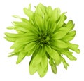 Dahlia yellow-green flower white background isolated with clipping path. Closeup. with no shadows.