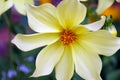 Dahlia Yellow Hammer isolated flower close-up shot