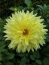 Dahlia Yellow Star Flower