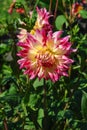 Dahlia of the \'Zoey Rey\' variety in the garden. Creamy yellow, double dahlia with purple edges