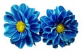 Dahlias blue flowerson white isolated background with clipping path. For design.. Closeup.