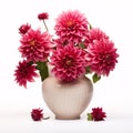 Dahlias in a ceramic pot isolated on white background Royalty Free Stock Photo