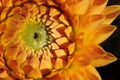 Close-up of an orange dahlia flower