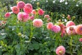 Dahlias cultivation outdoors in summer