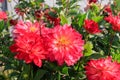 Dahlias of the `Ekaterina` variety in the garden on a sunny day. Lovely decorative dahlia with bright pink double flowers Royalty Free Stock Photo