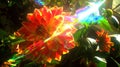 Dahlias are favorite of mine and I love the way the sun& x27;s rays hit them Royalty Free Stock Photo