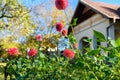 Dahlias flower bed. Beautiful dahlias cut flower garden. Ornamental cutting garden. Dahlia flower field. Royalty Free Stock Photo