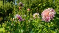 Dahlias flower bed. Beautiful large multi colored dahlias cut flower garden. Ornamental cutting garden.