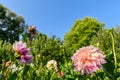 Dahlias flower bed. Beautiful large multi colored dahlias cut flower garden. Ornamental cutting garden. Dahlia flower field. Royalty Free Stock Photo