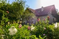 Dahlias flower bed. Beautiful large multi colored dahlias cut flower garden. Ornamental cutting garden.