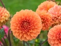 Dahlias in a flower garden with brilliant orange blooms.