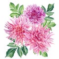 dahlias flowers and leaves, watercolor botanical illustration