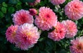 Dahlias of the `Foxy Lady` variety in the garden. Decorative dahlia with hues of pink and yellow
