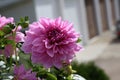 Dahlias in the garden Royalty Free Stock Photo