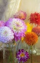 Dahlias in glasses on a wooden table. View through wet rainy windowPInk white Dahlia flowers, top view. Colorful dahlia Royalty Free Stock Photo