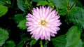 Dahlia pinnata,Mexica Pink Flower