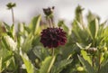 Dahlias in the light