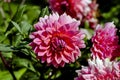Pink flower of the dahlia named Kandy, Asteraceae, in late summer and autumn