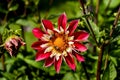 Red and white flower of the dahlia named Don Lorenzo, Asteraceae, in late summer and autumn with two honey bees