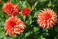 Dahlias named Hapet Stellar Royalty Free Stock Photo