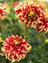 Dahlias reaching for the Heavens