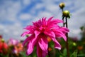 Dahlia blooming flower, color fever, garden in the UK