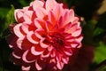 Dahlias in several colors with bees, which are pollenizing