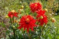 Red dahlias of the \'Show N Tell\' variety (Dinner Plate type) in the garden