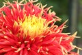 Close up of an Orange and Yellow Dahlia Flower Blooming in Summer time