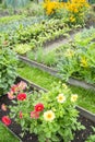 Dahlias in a Vegetable Garden Royalty Free Stock Photo