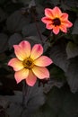 Dahlias with water drops Royalty Free Stock Photo