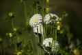 Dahlie white , macro, green background Royalty Free Stock Photo
