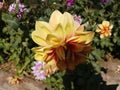 dahliya flower in a garden in yellow color