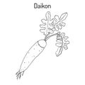 Daicon Raphanus sativus , or white radish Royalty Free Stock Photo