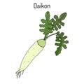 Daicon Raphanus sativus , or white radish Royalty Free Stock Photo