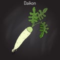 Daicon Raphanus sativus , or white radish Royalty Free Stock Photo