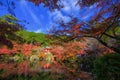 Daigoji temple with autumn foliage color, Kyoto Royalty Free Stock Photo