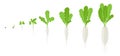 Daikon growth stages. Planting of long white winter radish plant. Daikon life cycle. Vector illustration on white background