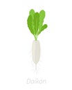 Daikon plant. Long white winter radish plant. Vector illustration on white background. Raphanus sativus