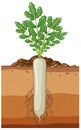 Daikon plant with root system