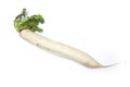 Daikon Radish