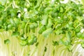 Daikon radish, fresh sprouts, young leaves Royalty Free Stock Photo