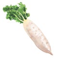 Daikon radish, fresh turnip, white radish, vegetable isolated, hand drawn watercolor illustration on white Royalty Free Stock Photo