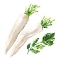 Daikon radish, fresh turnip, white radish, ripe organic vegetable, close-up, vegetarian food, package design element